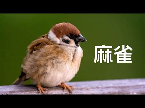 自來麻雀|自來雀風水秘訣：今日招財有妙方